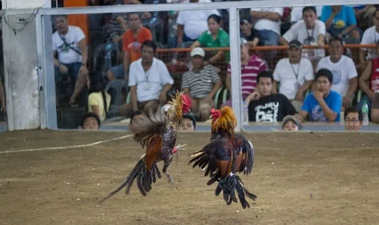 Sảnh đá gà Vin68 quy tụ dàn chiến kê dũng mãnh