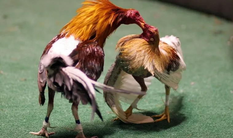 Bí Quyết Chơi Đá Gà Sabong Tại Vin68 Và Giành Thắng Lợi Lớn 1 Đá Gà Sabong Tại Vin68