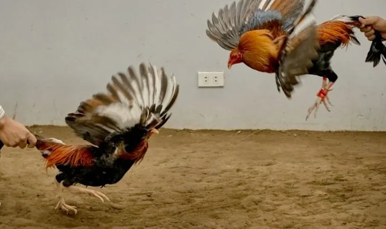 Chinh Phục Sảnh Đá Gà GA28 Tại Vin68 Bằng Chiến Thuật Thông Minh 1 Đá Gà GA28 Tại Vin68