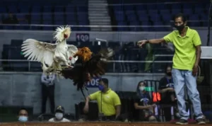 Đá Gà WS168 Tại Vin68