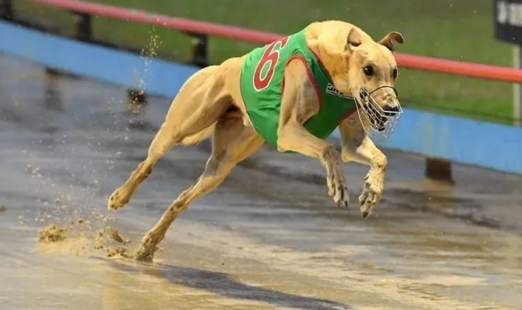 Đua Chó Ảo Vin68